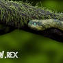 Atheris squamigera 3D