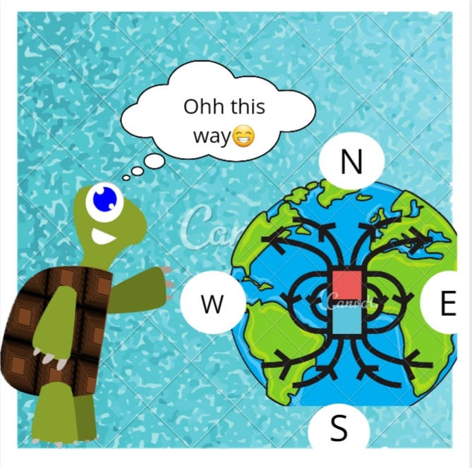 Turtles read earth's magnetic field for orientatio by Dainy12 on DeviantArt