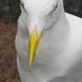 Seagull 2