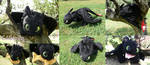 Toothless Custom Plush by Chibi-pets