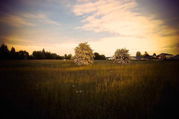 Fields of Dreams 2