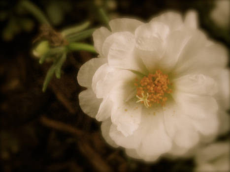 dusky flower