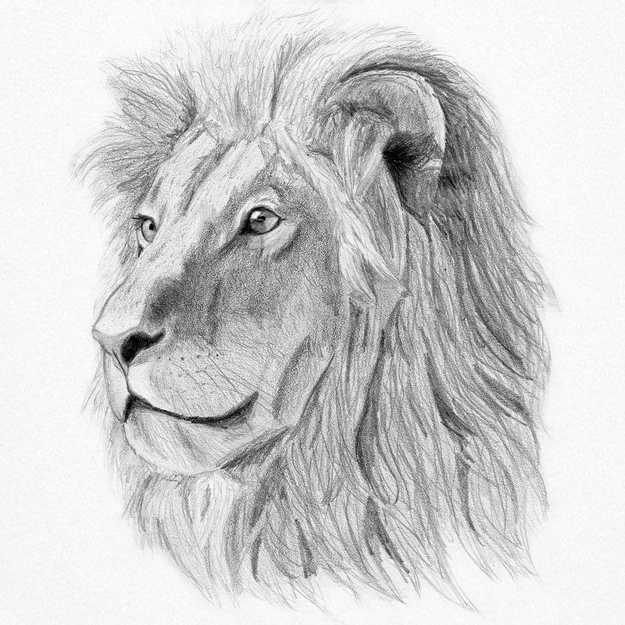 Lion Drawing by LenShadow on DeviantArt