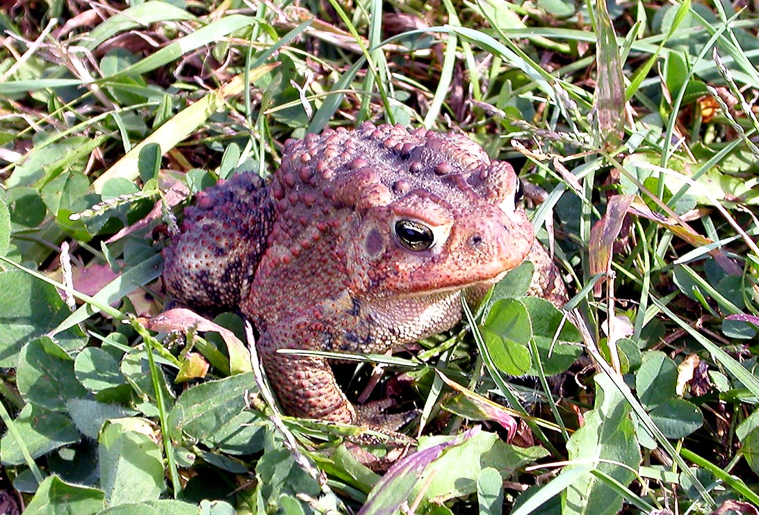 Friendly Mr. Toad - 2