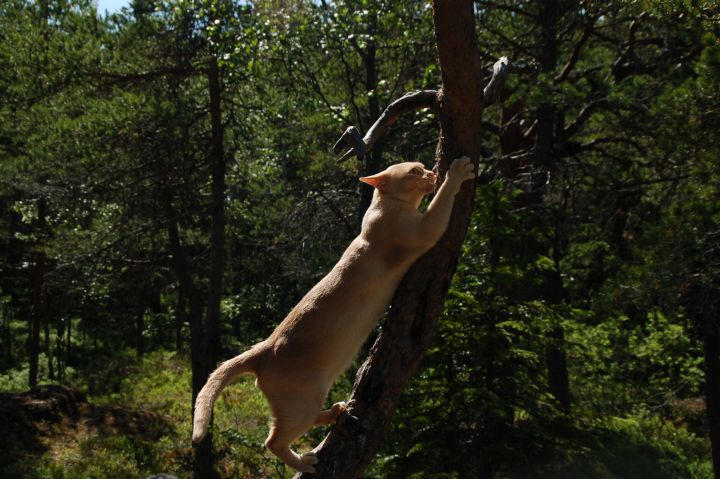 Scratchmark by Ogaleesha on DeviantArt