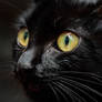 Chat noir