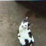 My cat Gojyo