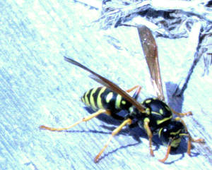 Wasp Thing