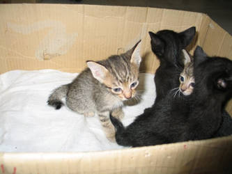 Nico's Kittens, hee.