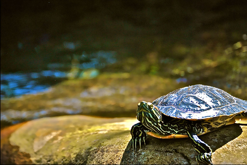 .:The Turtle:. by cherrywolf20 on DeviantArt