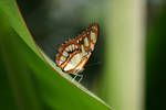 Butterfly-77 by schoggifroeschli