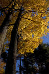 Yellow by schoggifroeschli