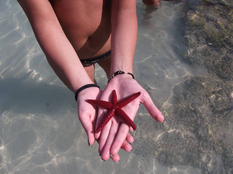 Starfish