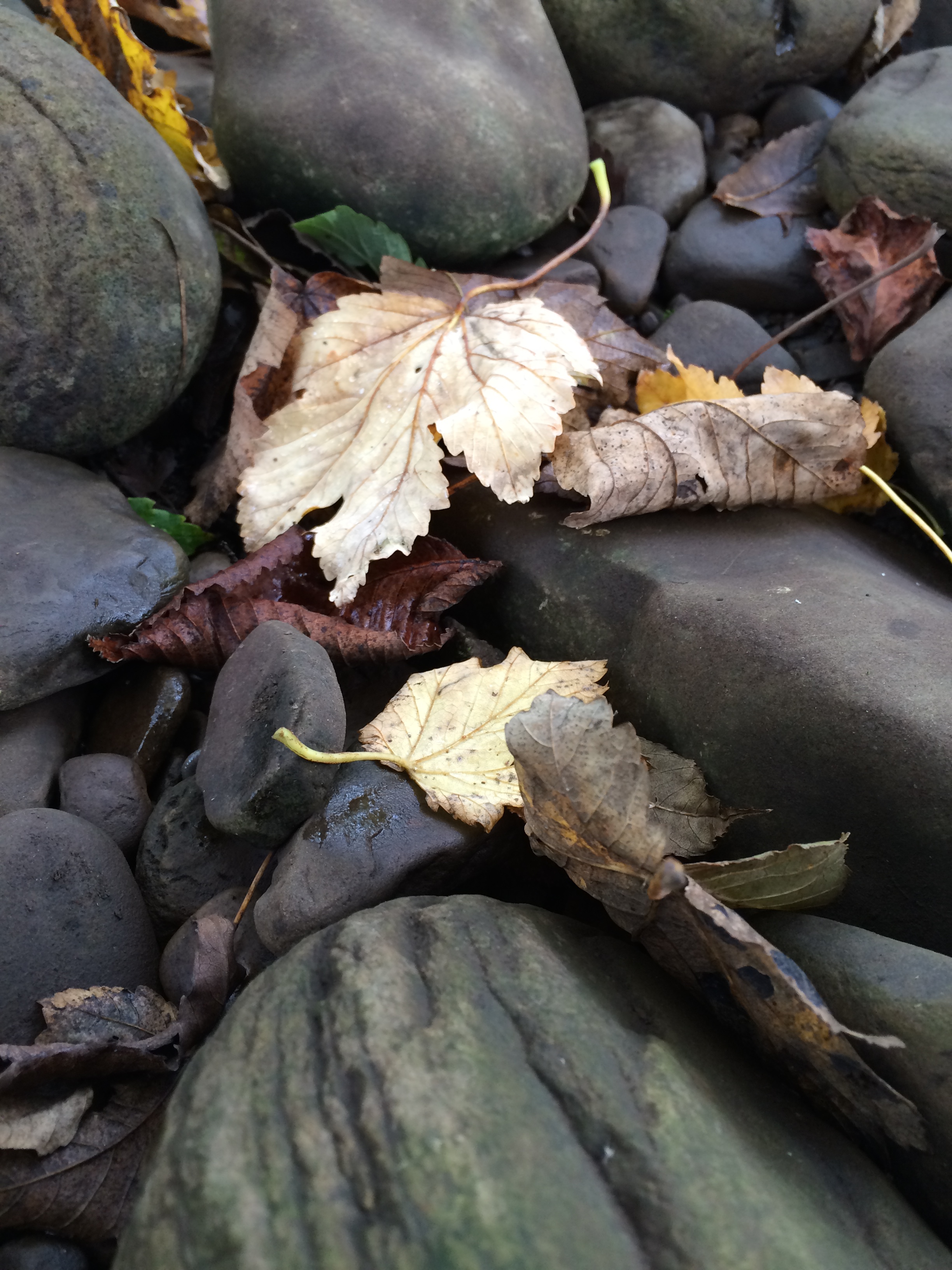 Riverside leaves