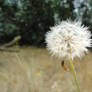 .Dandelion