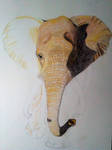 African Elephant WIP by Supach