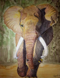 African Elephant