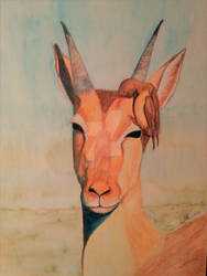 Female Impala