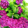 Hortensia