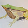 Darwin's Frog.