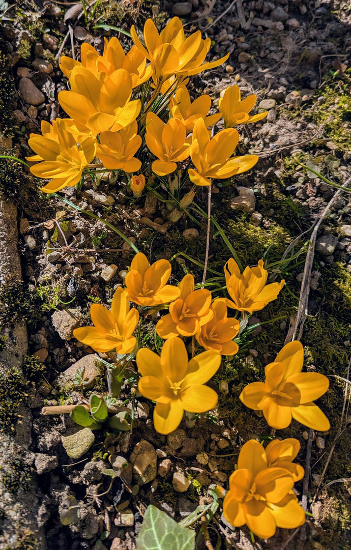 Spring glowing by Supach on DeviantArt