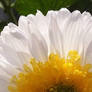 Innocence