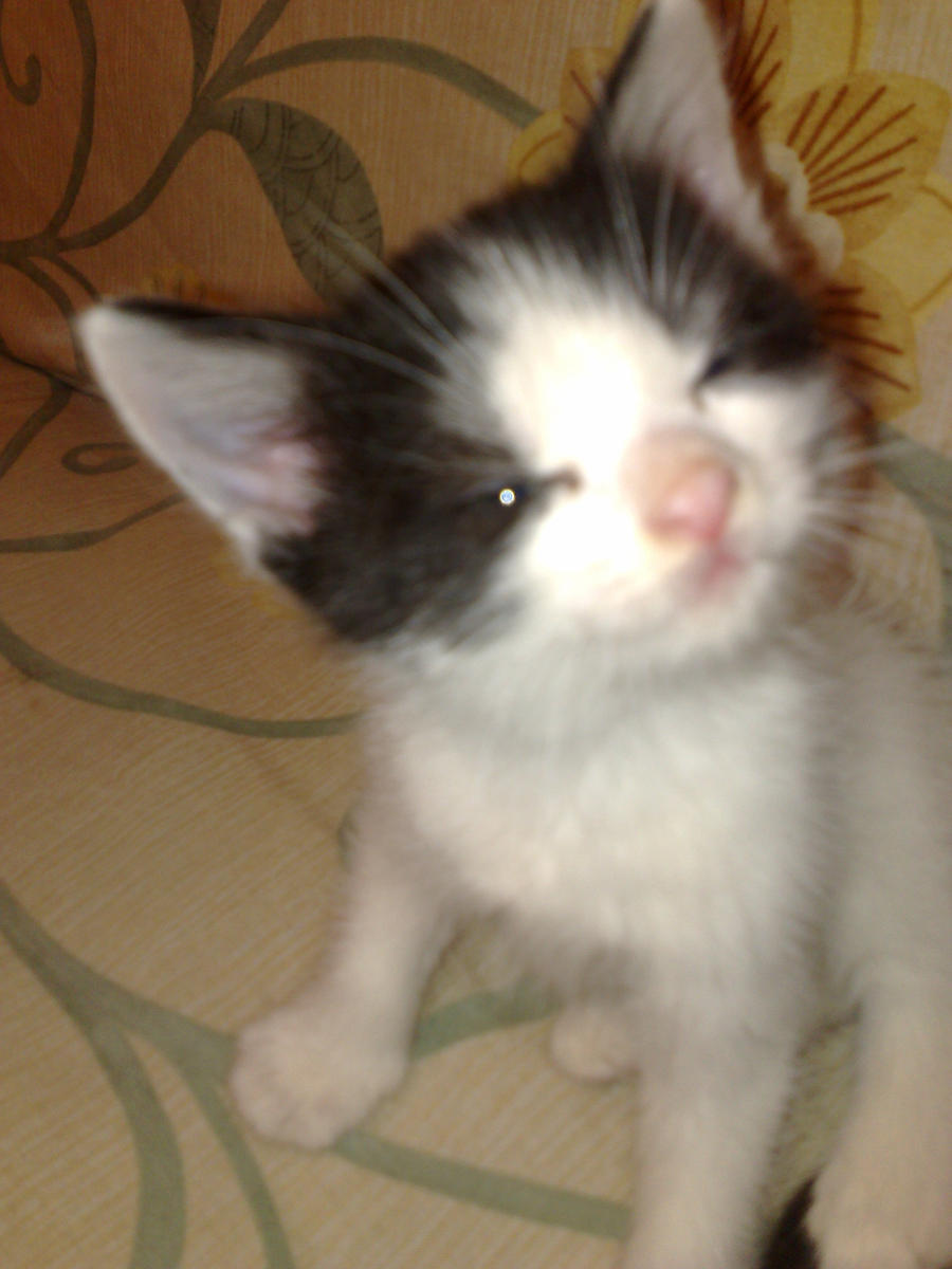 kittenn..x..