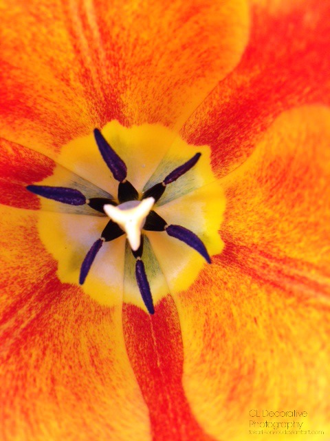 Tulip Heart