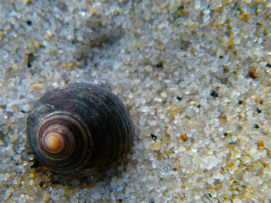Periwinkle Shell. by MLollipop5 on DeviantArt