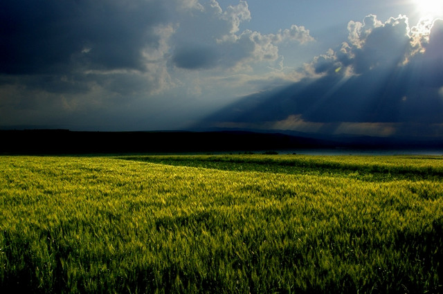 stormy meadow