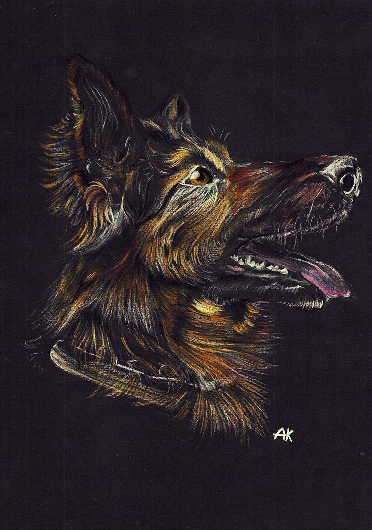 German Shepherd