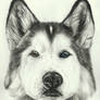 Loki_the_wolfdog