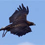 Eagle 01 Stock