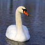 Swan 03 Stock