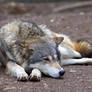 Wolf 01 Stock