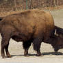 Bison 01 Stock
