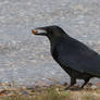 Crow with Nut 01 Stock