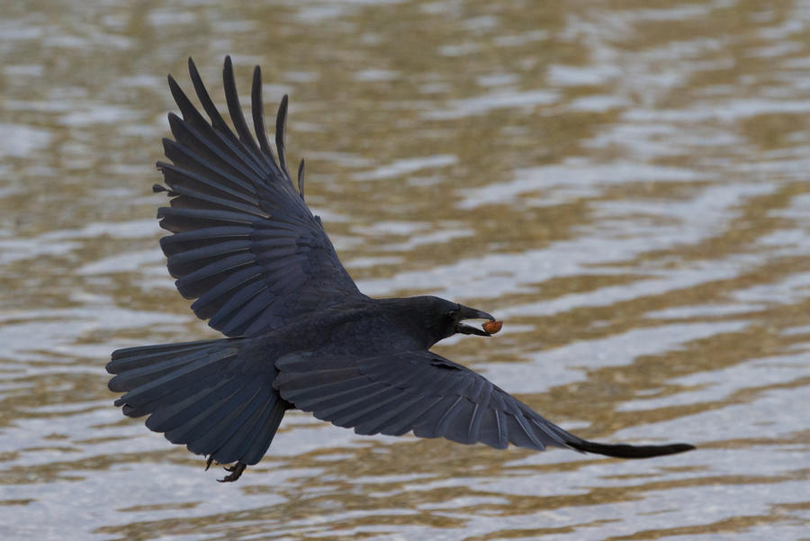 Crow with Nut 03 Stock