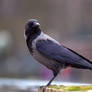 Crow 01 Stock