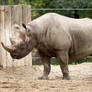 Rhinoceros 01 Stock