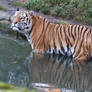 Tiger 06 Stock