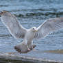 Seagull 07 Stock