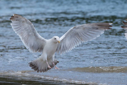 Seagull 07 Stock