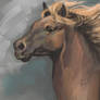 Paint Study Horse