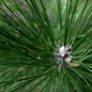 pine pine pine