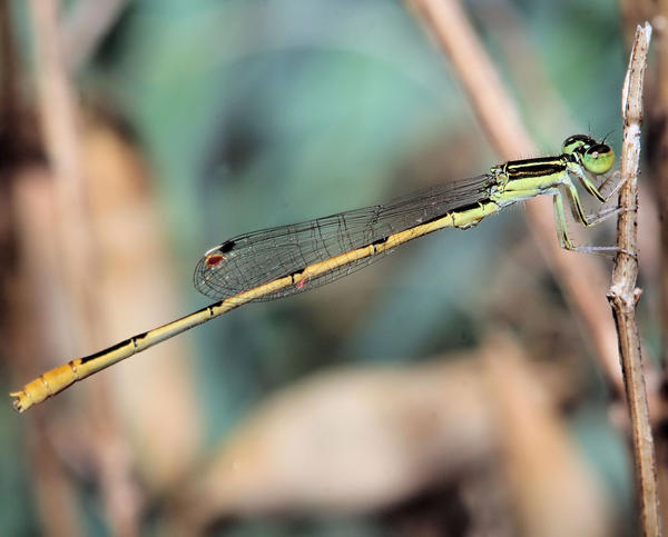 Yellow Damsel