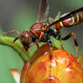 King Wasp