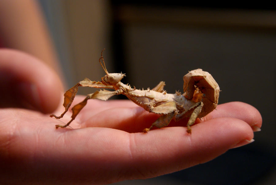 Spiny Leaf Insect by Vanwolf on DeviantArt