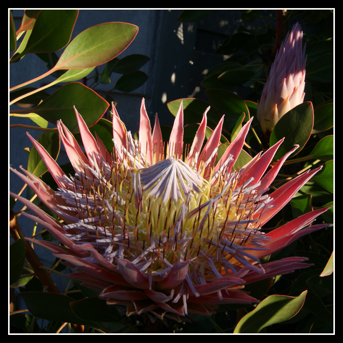 King Protea