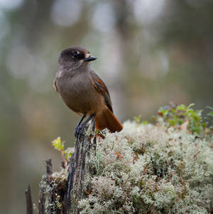 Siberian jay